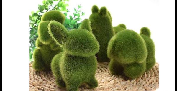 عکس سبزه سفره هفت سین