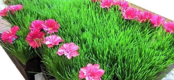 عکس سبزه سفره هفت سین