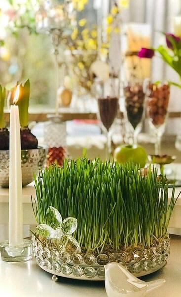 عکس سبزه سفره هفت سین