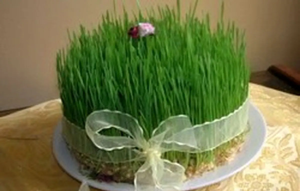 عکس سبزه سفره هفت سین