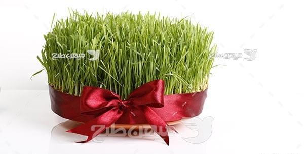 عکس سبزه سفره هفت سین