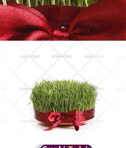 عکس سبزه سفره هفت سین