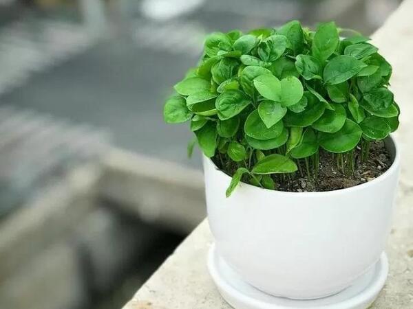 عکس سبزه سفره هفت سین