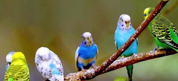 عکس 2 مرغ عشق عاشق