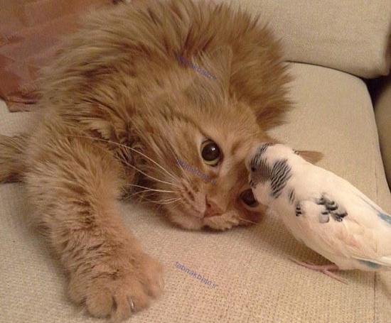 عکس 2 مرغ عشق عاشق