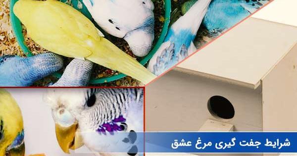 عکس 2 مرغ عشق عاشق