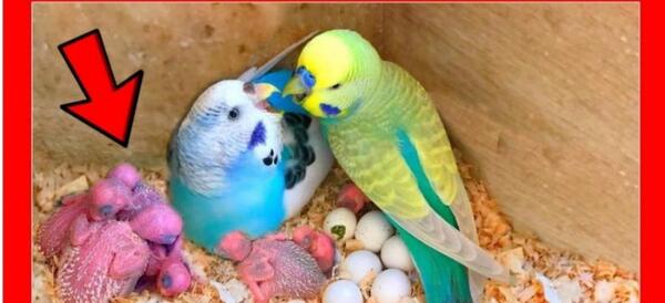 عکس 2 مرغ عشق عاشق