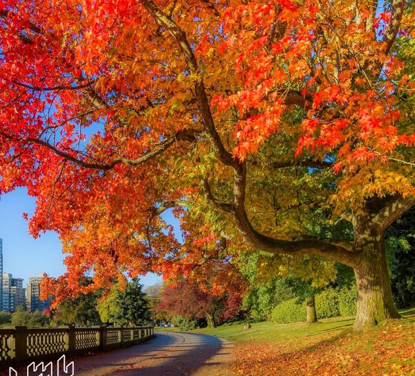 عکس پاییزی برای پروفایل واتساپ