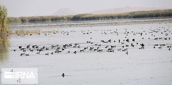 عکس بهشت پرندگان