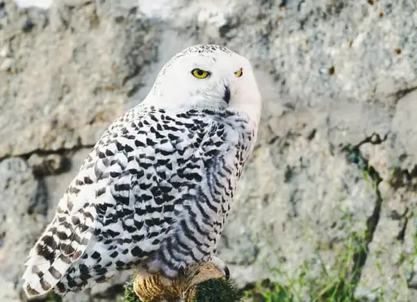 عکس جغد زمستانی