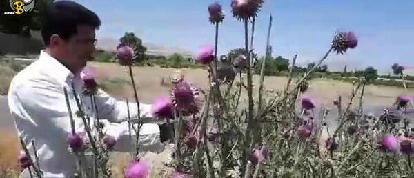دانلود عکس گل خار مریم