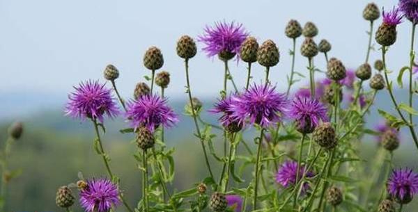 دانلود عکس گل خار مریم