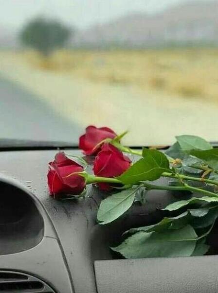 عکس گل نرگس روی ماشین