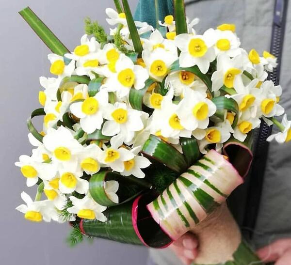 عکس گل نرگس روی ماشین