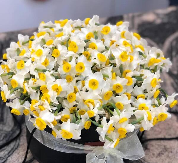 عکس گل نرگس روی ماشین