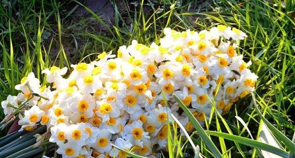 عکس گل نرگس روی ماشین