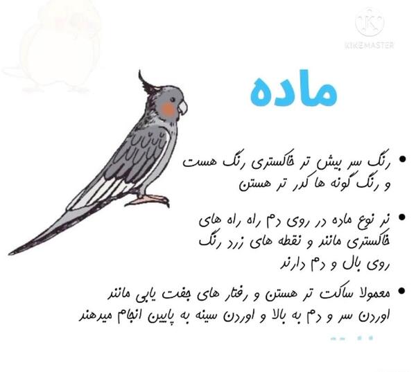 عکس جوجه عروس هلندی طوسی