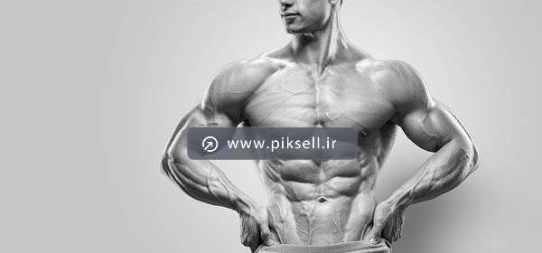 عکس حیوانات سیکس پک دار