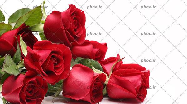عکس دسته گل های بسیار زیبا