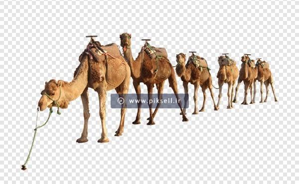 عکس شتر برای نقاشی