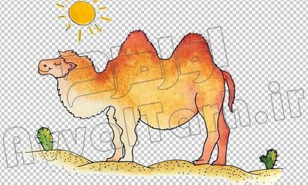 عکس شتر برای نقاشی
