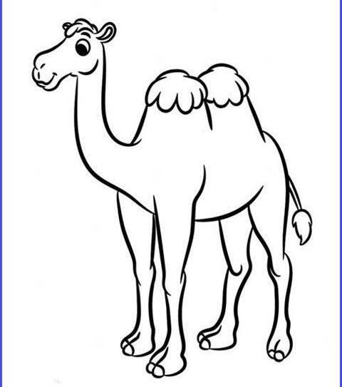 عکس شتر برای نقاشی