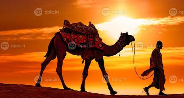عکس شتر برای نقاشی