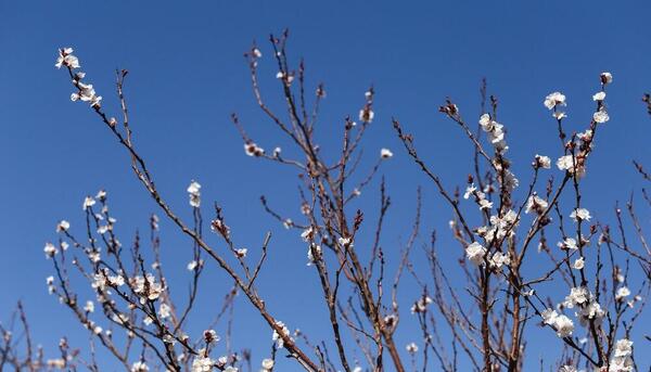 عکس غنچه بهاری