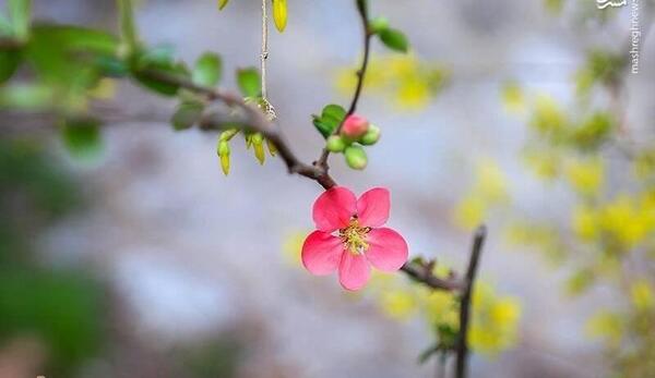 عکس غنچه بهاری