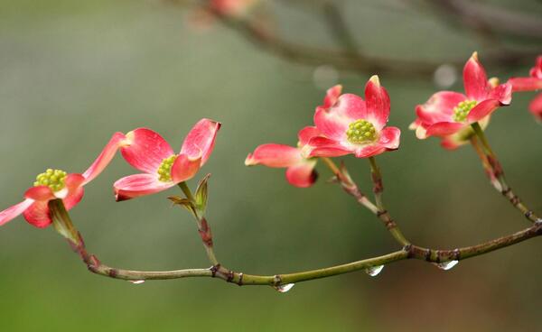 عکس غنچه بهاری