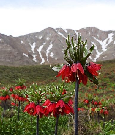 عکس گل لاله وحشی