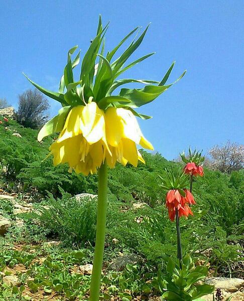 عکس گل لاله وحشی
