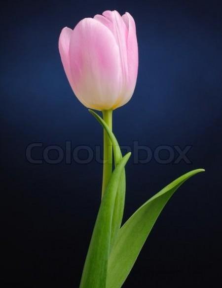 عکس گل لاله وحشی