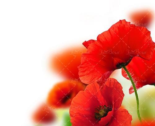 عکس گل لاله وحشی