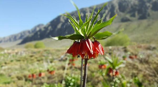 عکس گل لاله وحشی