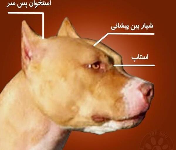 عکس سگ پیت بول چشم قرمز