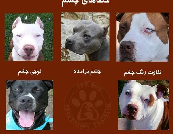 عکس سگ پیت بول چشم قرمز