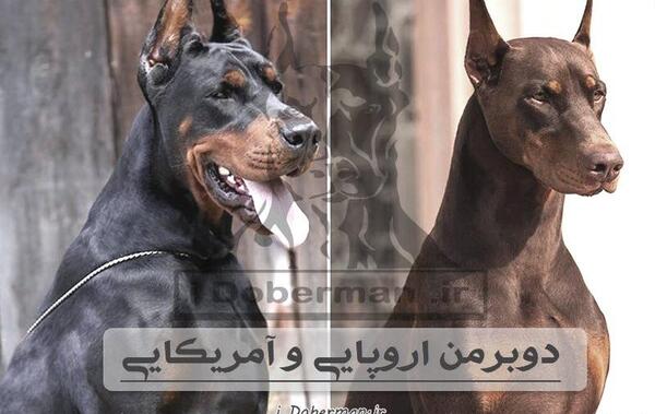 عکس سگ پیت بول چشم قرمز