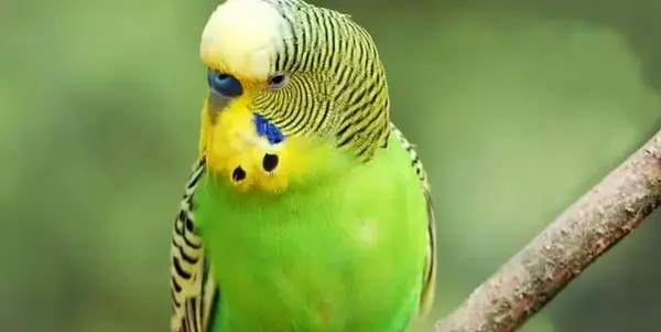 عکس مرغ عشق ترسناک