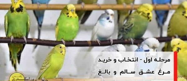 عکس مرغ عشق ترسناک