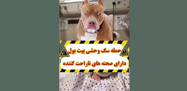 عکس سگ پیت بول خارجی