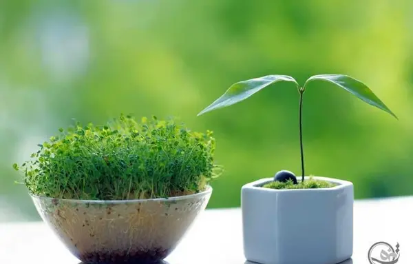 عکس انواع سبزه عید جدید