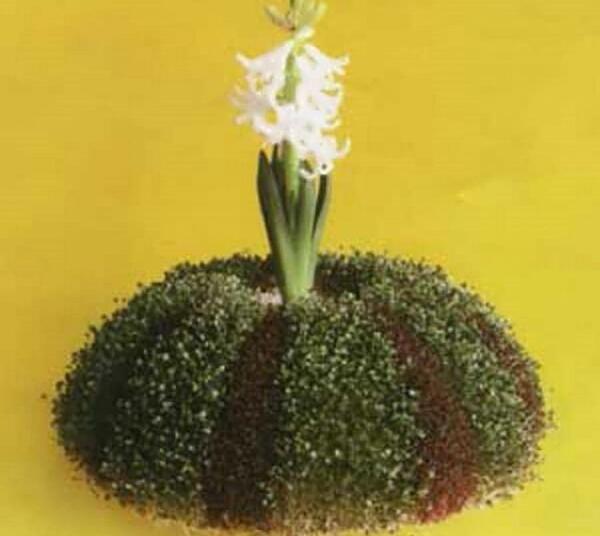 عکس انواع سبزه عید جدید