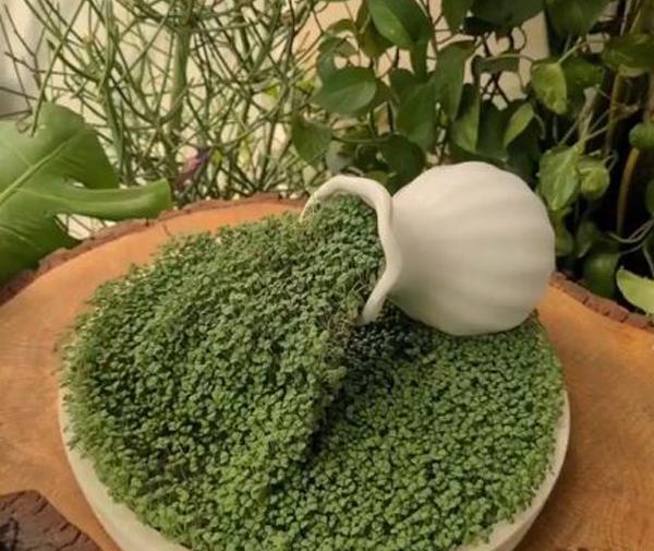 عکس انواع سبزه عید جدید