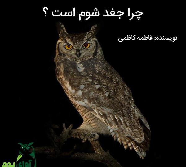 عکس جغد چشم