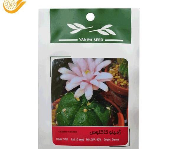 عکس کاکتوس نوتو کاکتوس