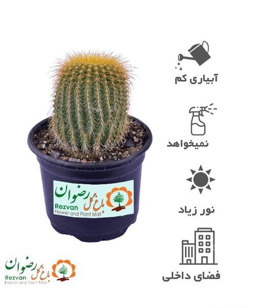 عکس کاکتوس نوتو کاکتوس