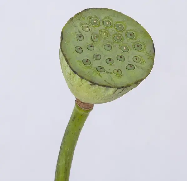 عکس دریا گل