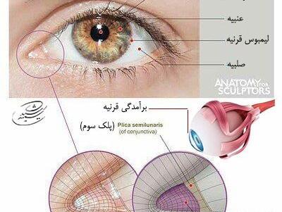 عکس تصویر نقاشی چشم انسان