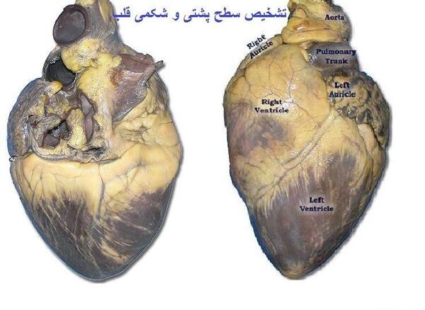 عکس های تشریح قلب انسان